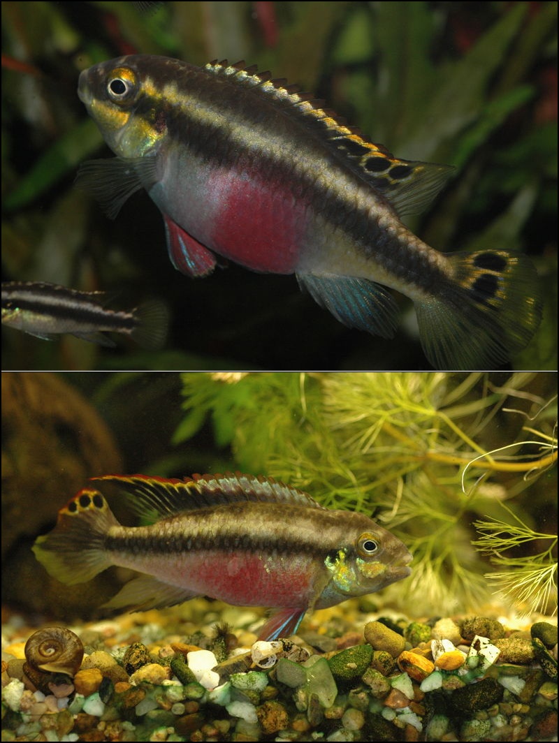 Pelvicachromis pulcher — Pelvicachromis pulcher