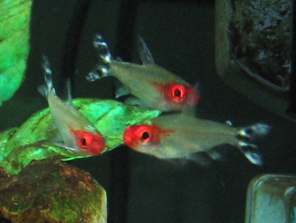Nez-rouge — Petitella bleheri