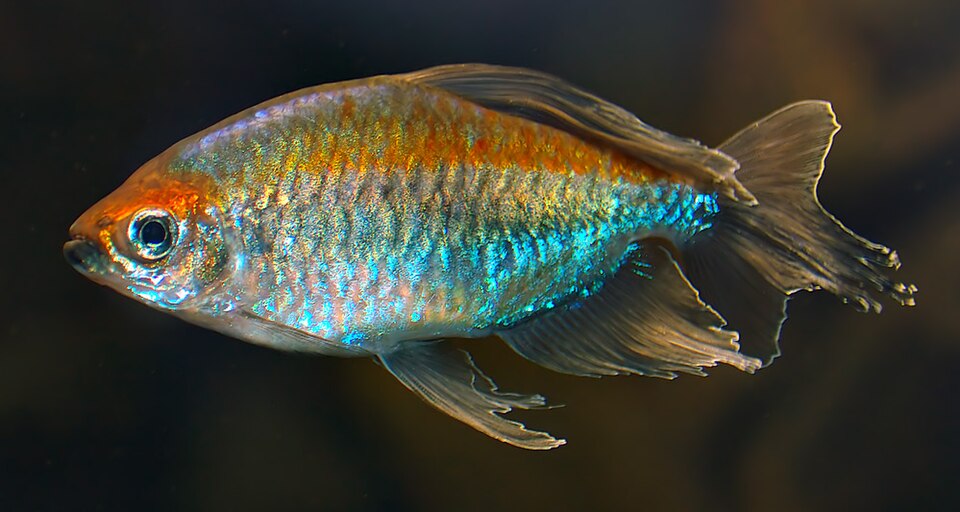 Congo tetra — Phenacogrammus interruptus