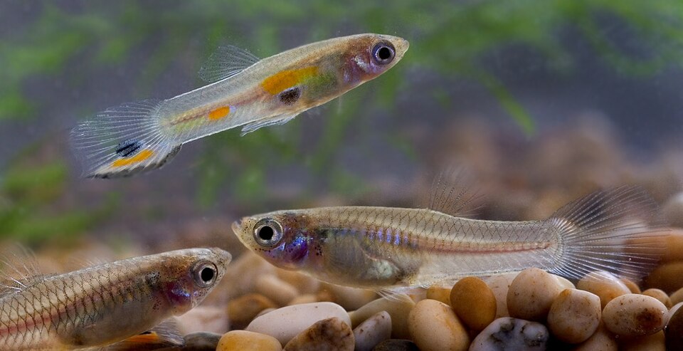 Guppy — Poecilia reticulata