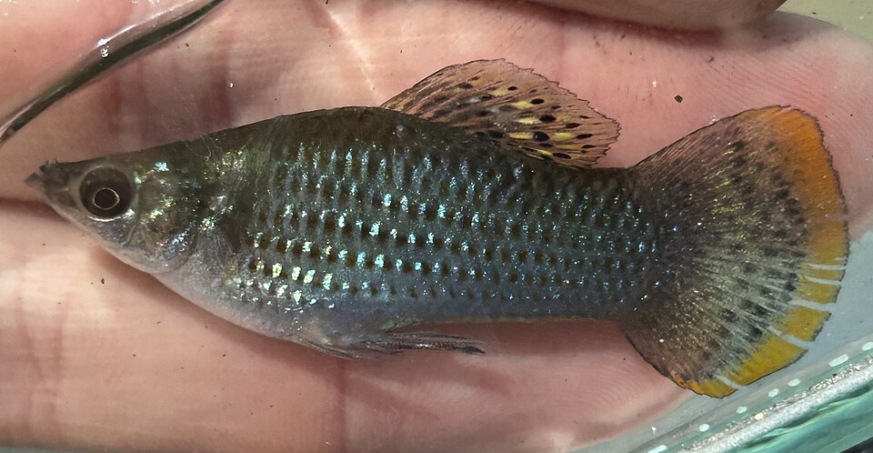 Molly — Poecilia sphenops