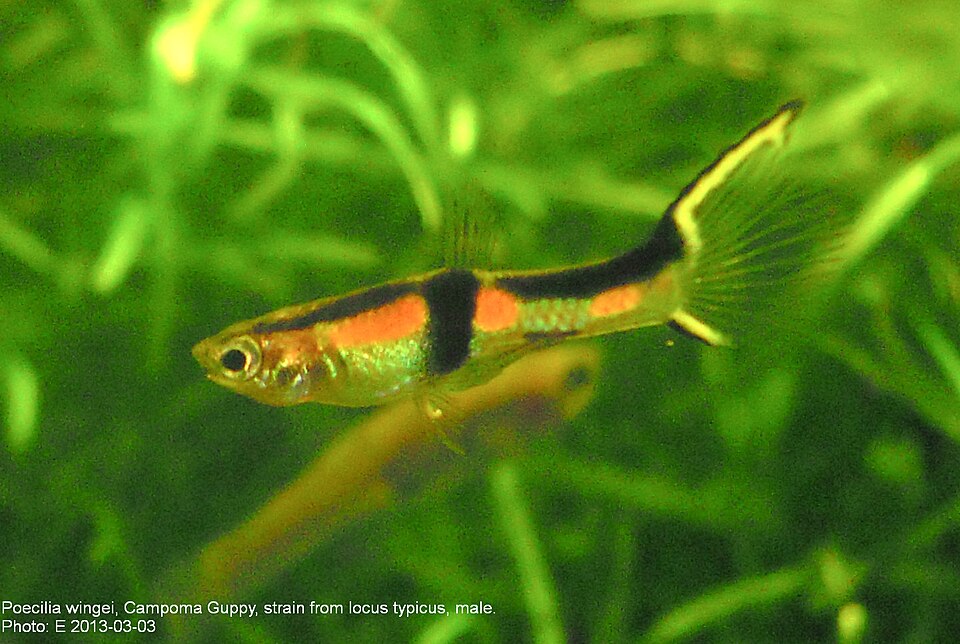 Guppy Endler — Poecilia wingei