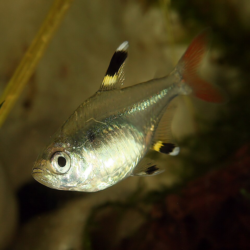 X-ray tetra — Pristella maxillaris
