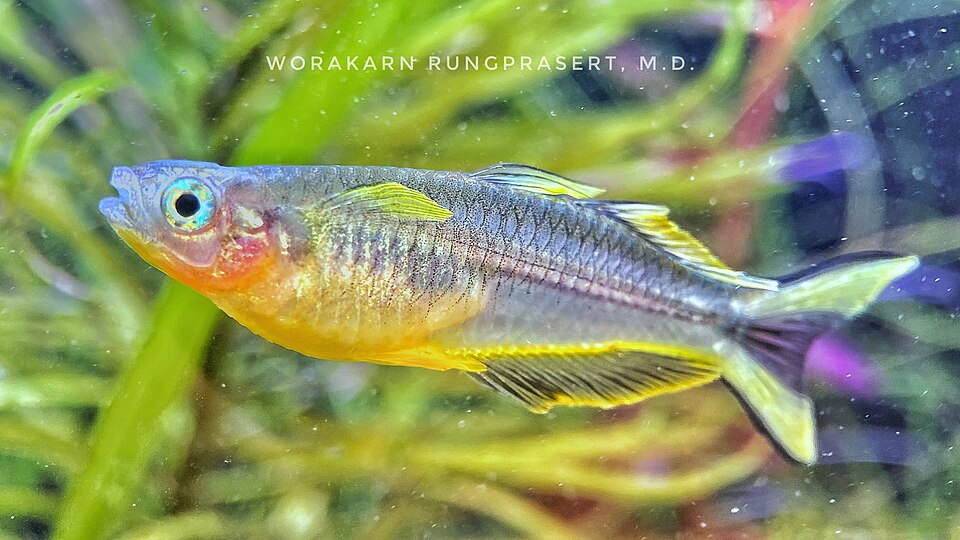 Forktail blue-eye — Pseudomugil furcatus