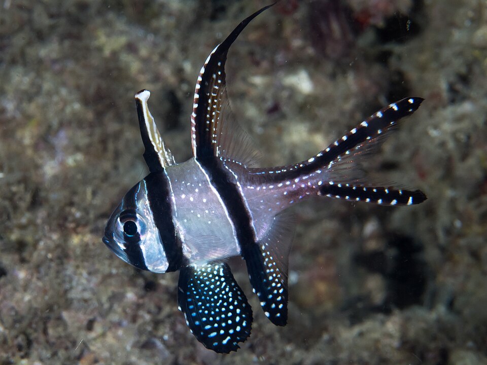 Apogon de Banggai — Pterapogon kauderni