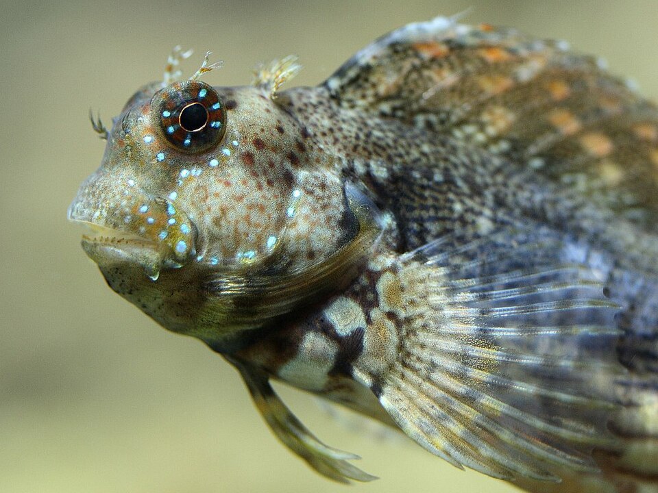 Blennie tondeuse — Salarias fasciatus
