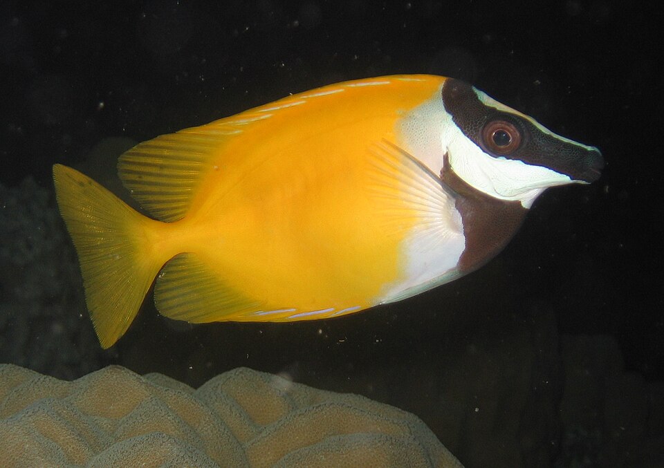 Foxface rabbitfish — Siganus vulpinus