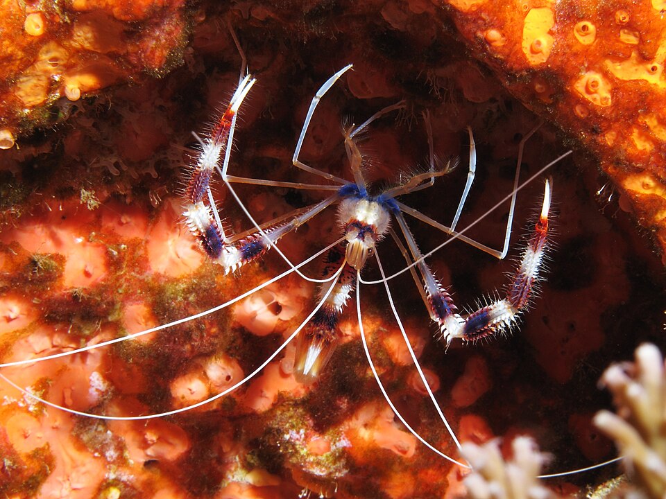 Crevette arlequin — Stenopus hispidus