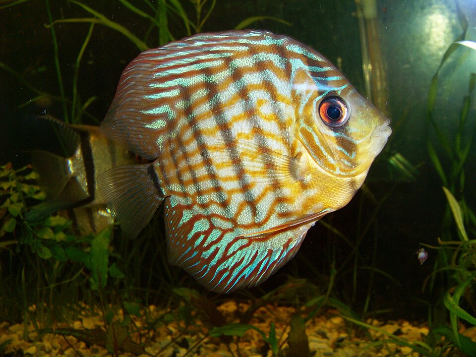 Discus bleu — Symphysodon aequifasciatus