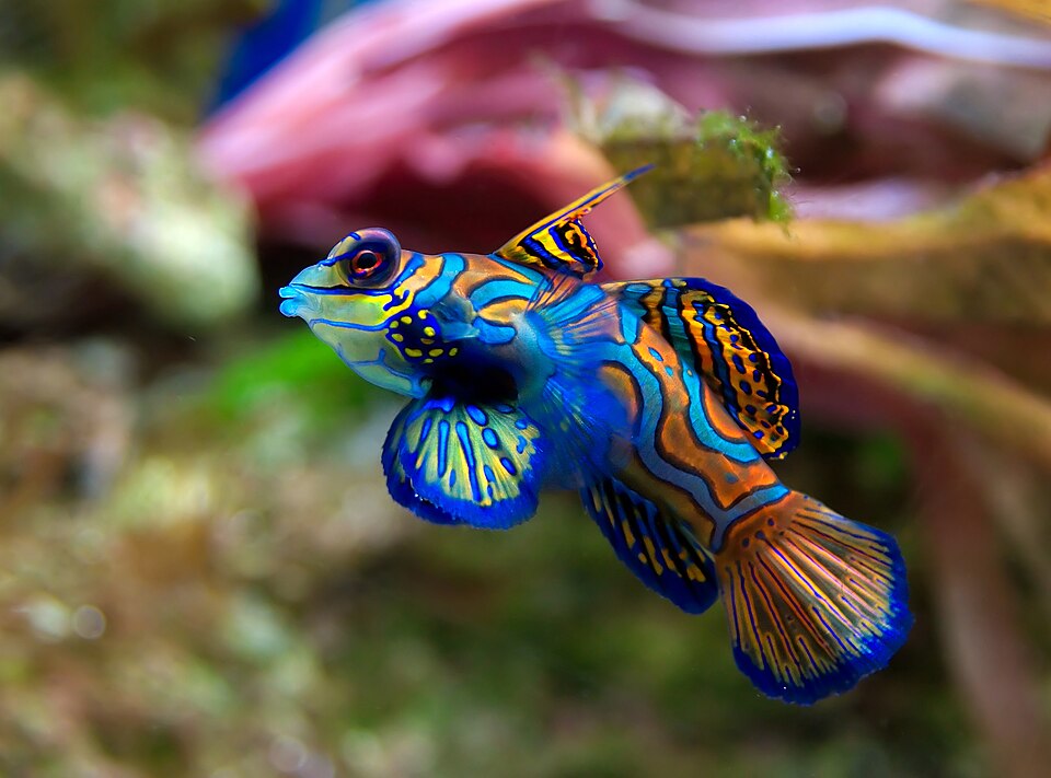 Mandarinfish — Synchiropus splendidus