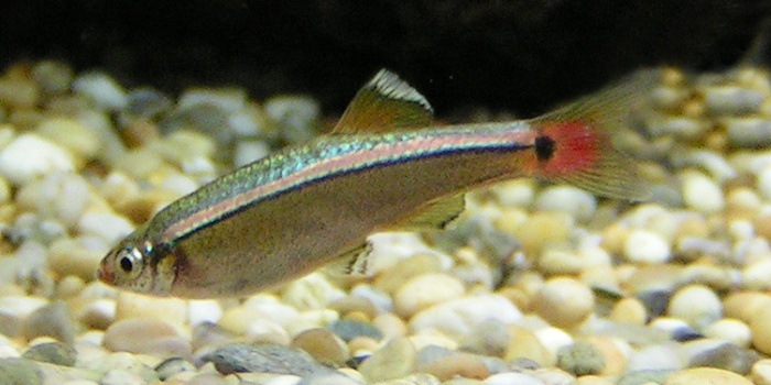 Néon du pauvre — Tanichthys albonubes