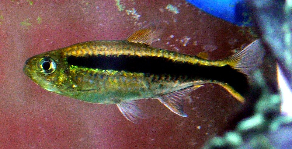 Penguin tetra — Thayeria boehlkei