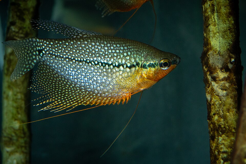 Gourami perlé — Trichopodus leerii