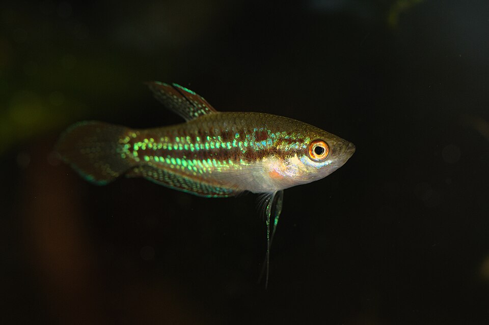 Gourami grogneur nain — Trichopsis pumila