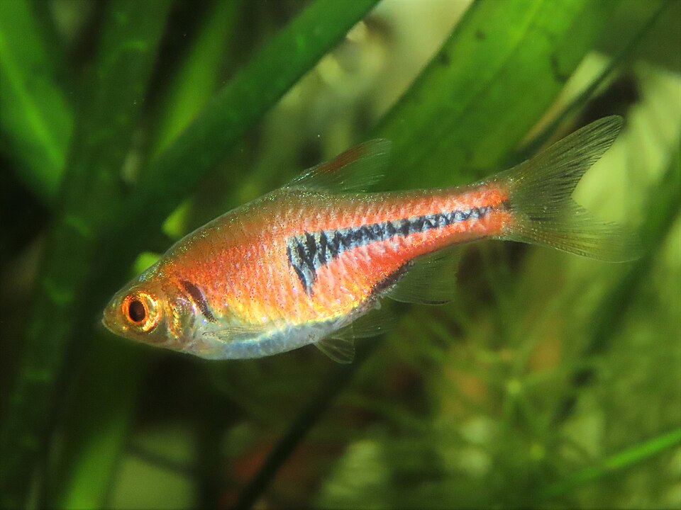 Lambchop rasbora — Trigonostigma espei