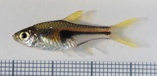 Glowlight rasbora — Trigonostigma hengeli