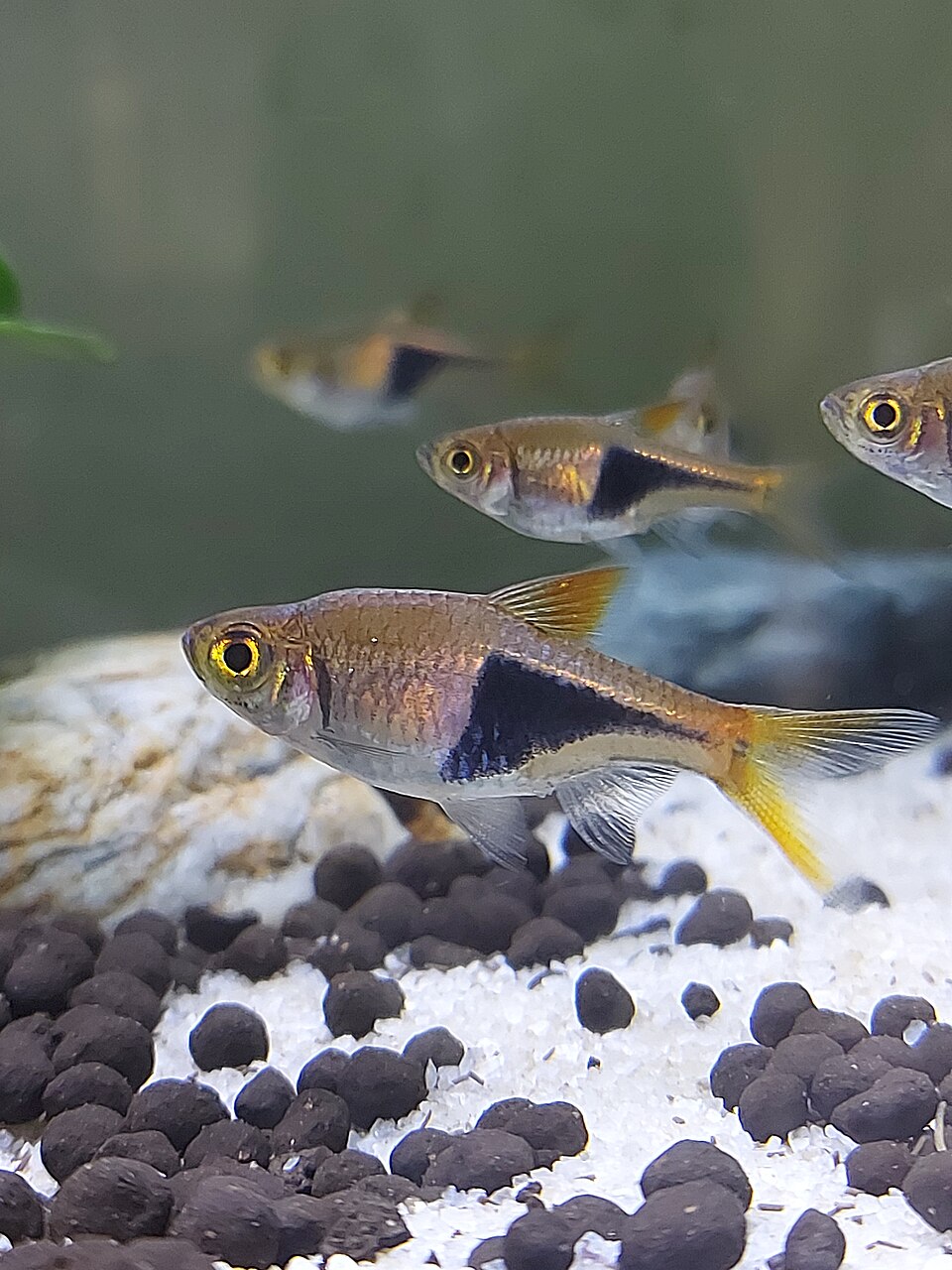 Harlequin rasbora — Trigonostigma heteromorpha
