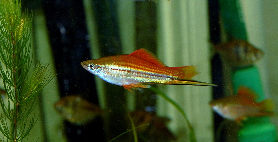 Green swordtail — Xiphophorus hellerii