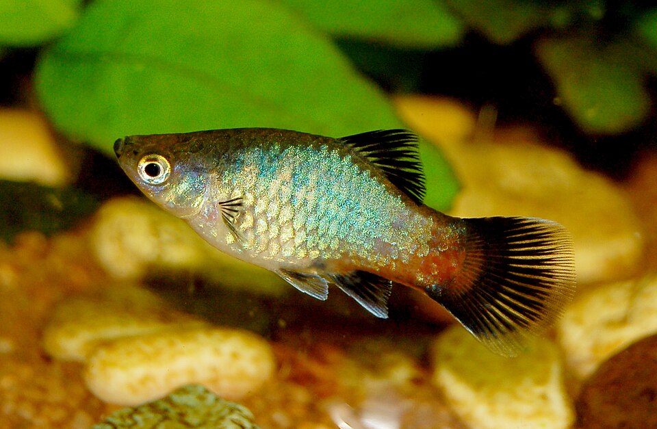 Platy — Xiphophorus maculatus