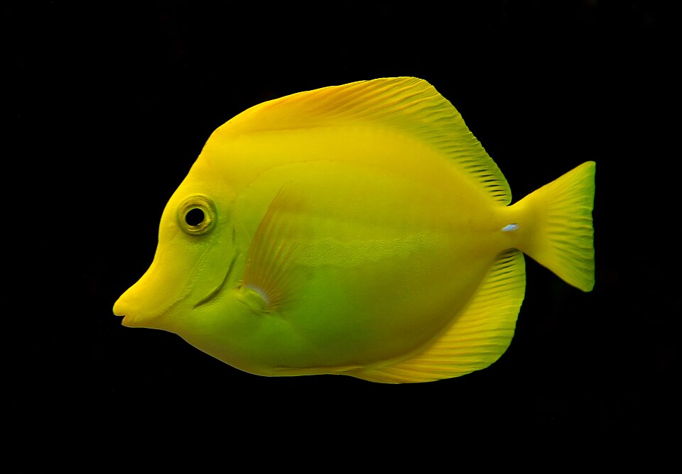 Chirurgien jaune — Zebrasoma flavescens