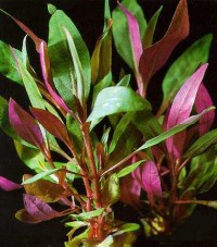 Mini-papegaaienblad — Alternanthera reineckii