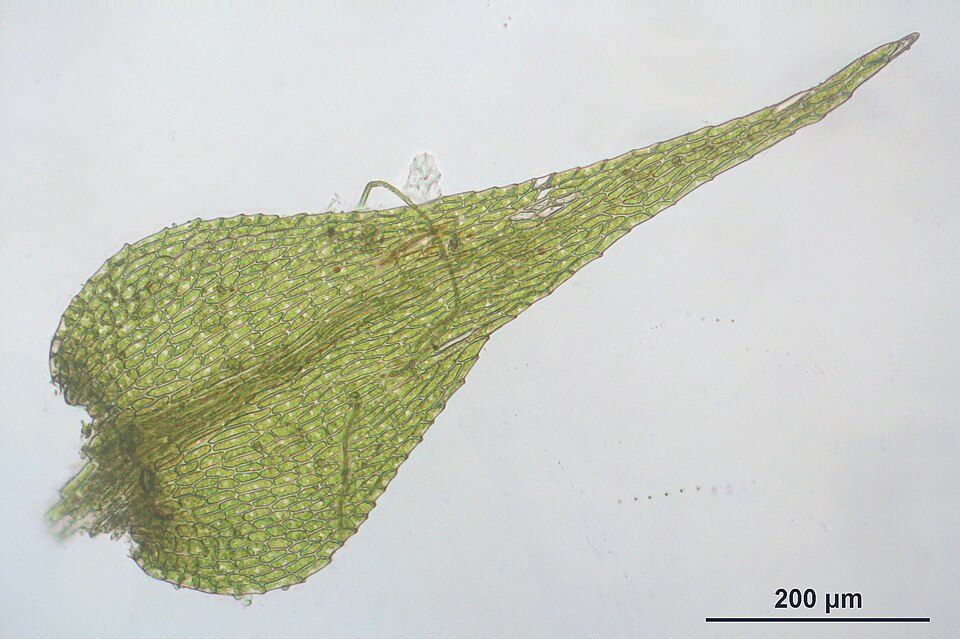 Amblystegium serpens. Microscopisch detail van een mosblad.