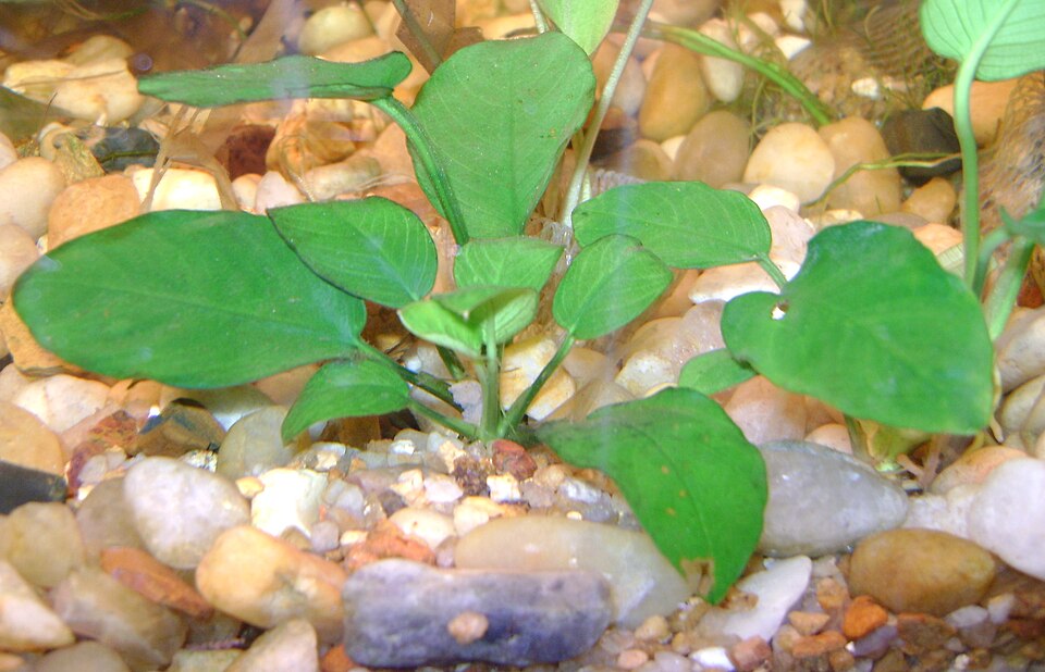 Dwerganubias — Anubias barteri var. nana