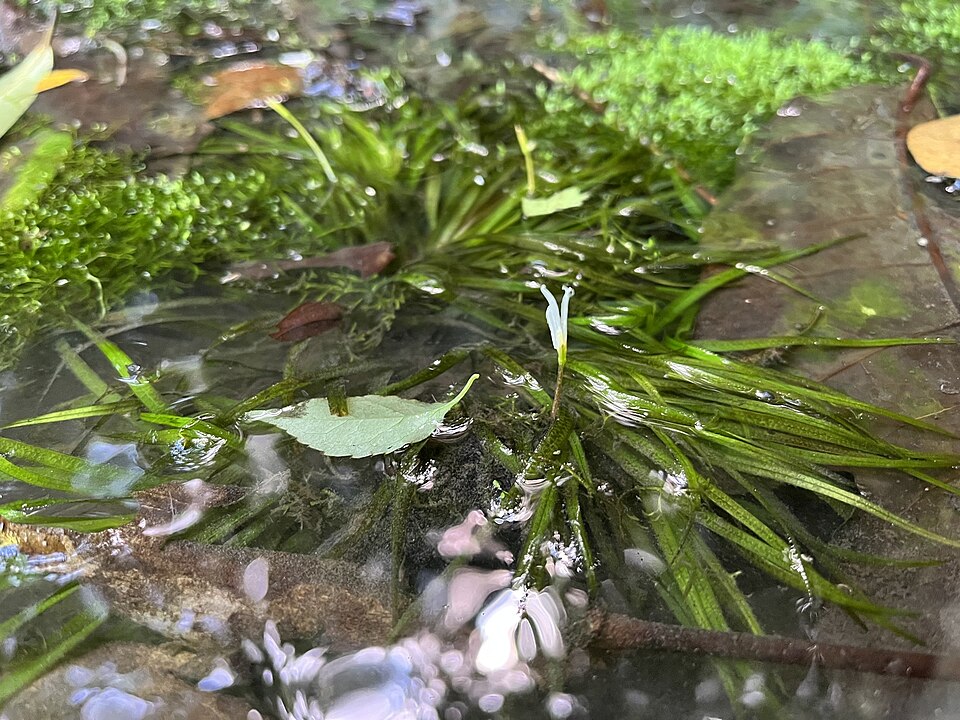 Blyxa japonica — Blyxa japonica. Soortbeeld; groeivorm en kleur kunnen verschillen tussen boven- en onderwatergroei.