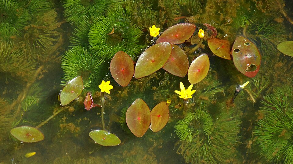 Cabomba aquatica — Cabomba aquatica. Drijfbladeren en bloemen boven de fijn verdeelde onderwaterbladeren.