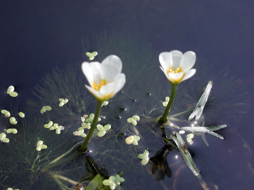 Waterwaaier — Cabomba caroliniana
