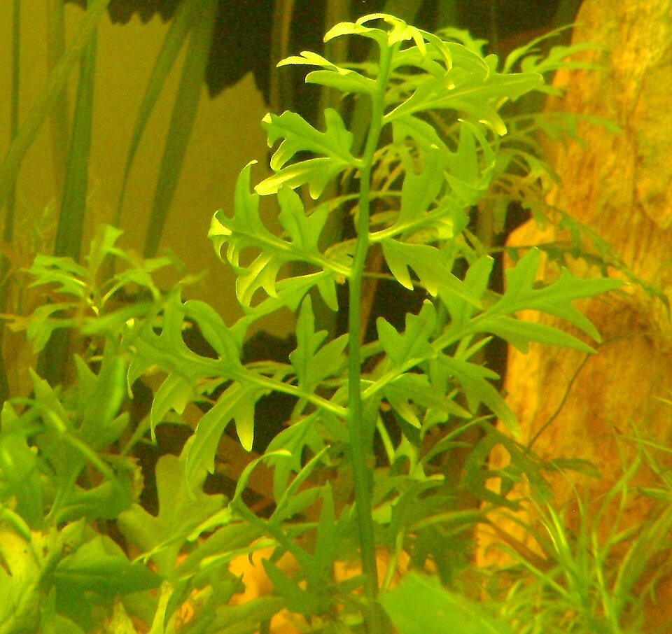Ceratopteris cornuta — Ceratopteris cornuta. Soortbeeld; groeivorm en kleur kunnen verschillen tussen boven- en onderwatergroei.