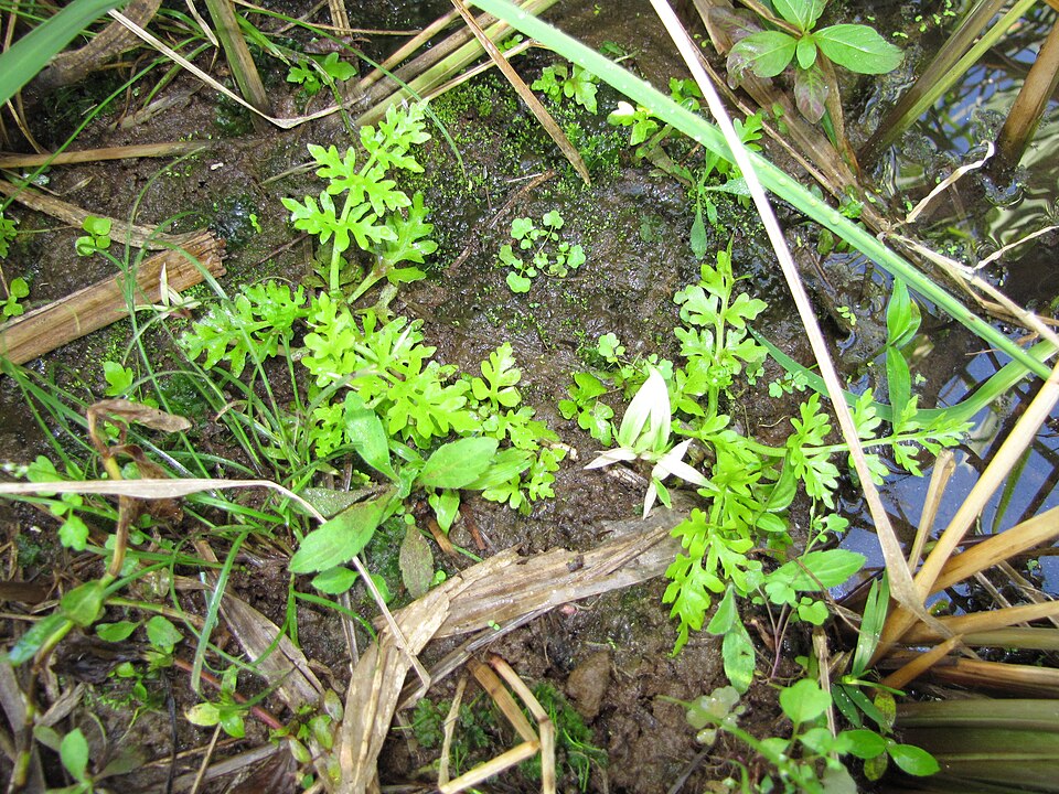 Ceratopteris thalictroides — Ceratopteris thalictroides. Soortbeeld; groeivorm en kleur kunnen verschillen tussen boven- en onderwatergroei.
