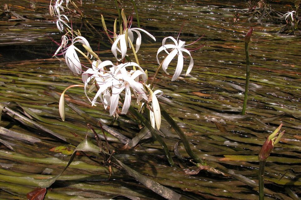 Crinum thaianum — Crinum thaianum. Bloemen boven water en lange bladeren in stromend water.