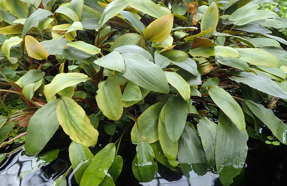 Cryptocoryne beckettii — Cryptocoryne beckettii. Soortbeeld; groeivorm en kleur kunnen verschillen tussen boven- en onderwatergroei.