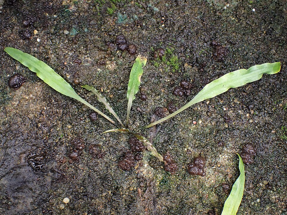 Cryptocoryne crispatula — Cryptocoryne crispatula. Soortbeeld; groeivorm en kleur kunnen verschillen tussen boven- en onderwatergroei.