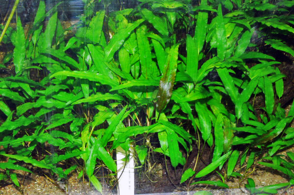 Groene waterkelk — Cryptocoryne wendtii