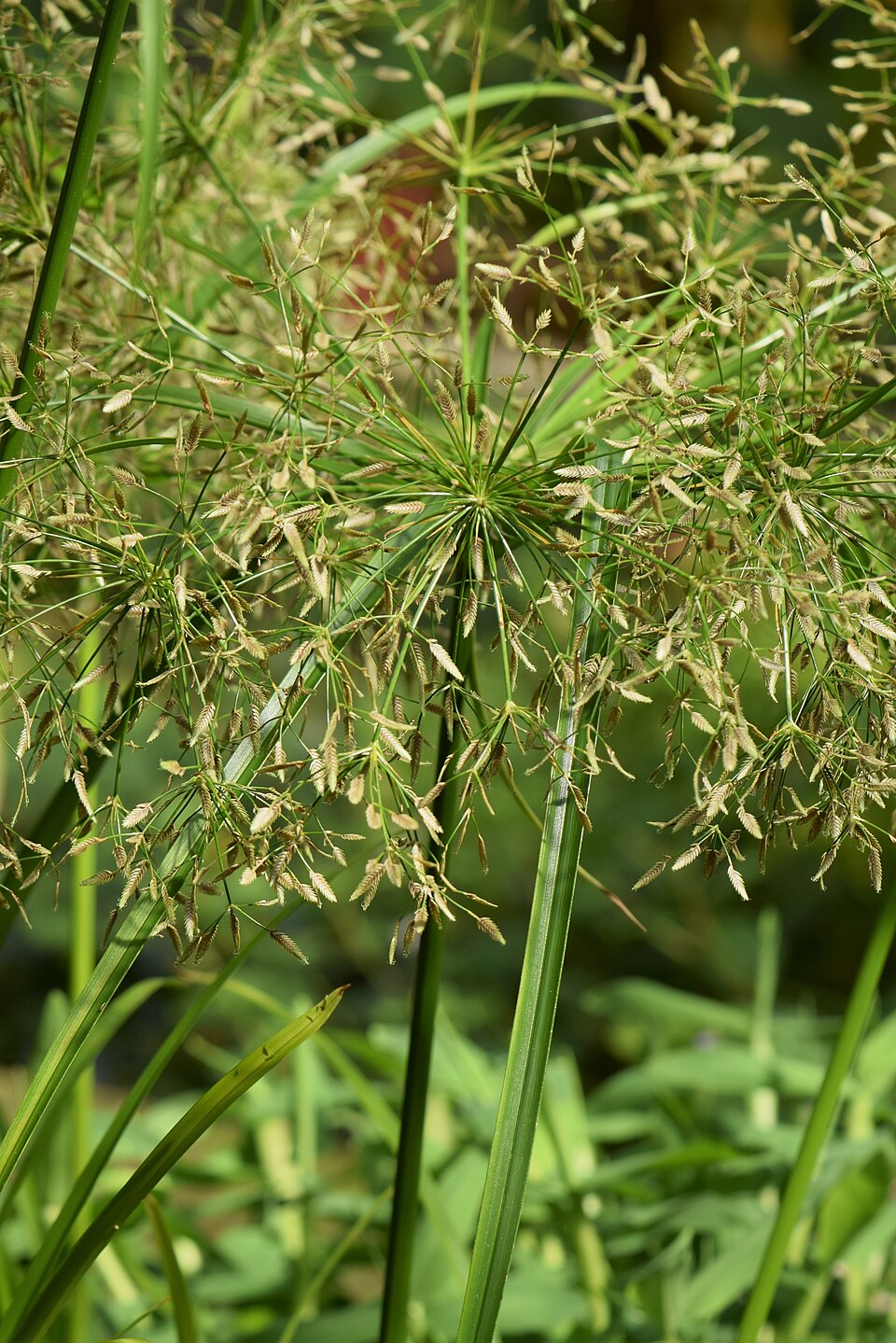 Cyperus helferi — Cyperus helferi. Soortbeeld; groeivorm en kleur kunnen verschillen tussen boven- en onderwatergroei.