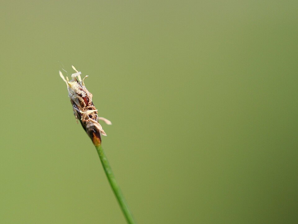 Naaldwaterbies — Eleocharis acicularis