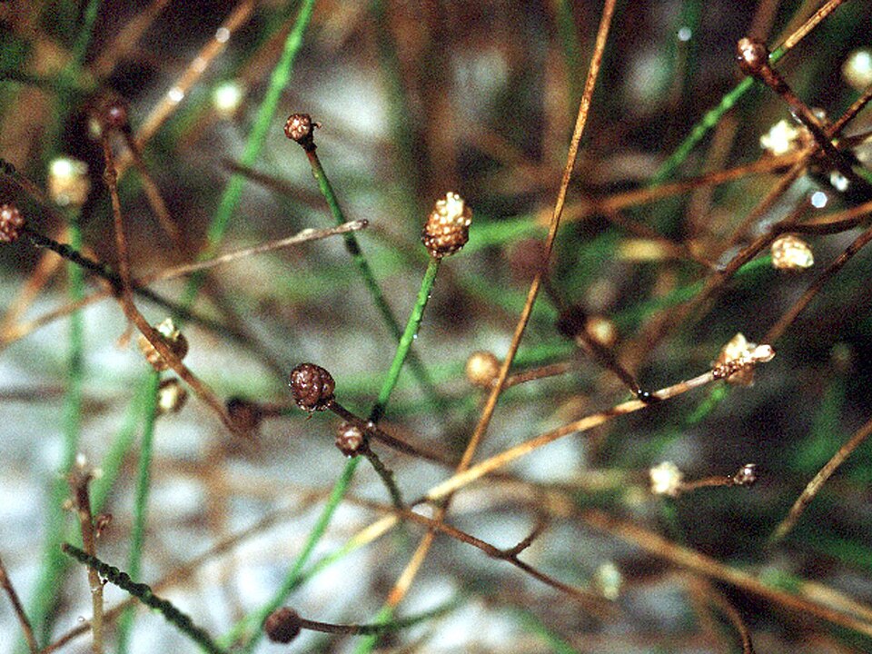 Eleocharis parvula — Eleocharis parvula. Detail van de bloeiaren boven water.