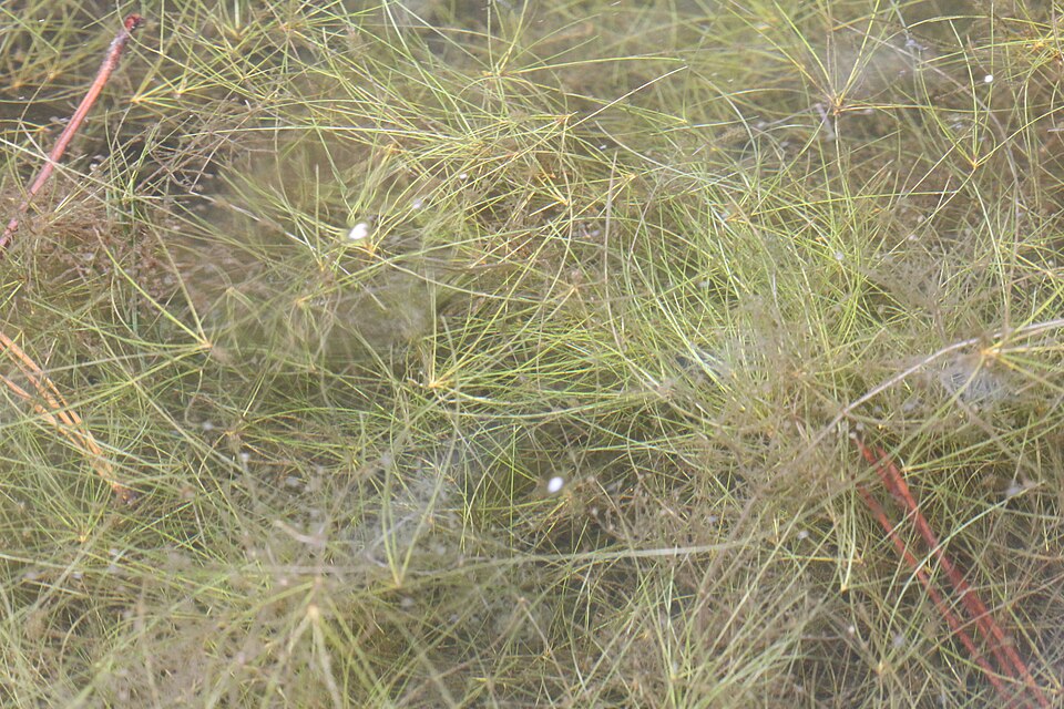 Eleocharis vivipara — Eleocharis vivipara. Soortbeeld; groeivorm en kleur kunnen verschillen tussen boven- en onderwatergroei.