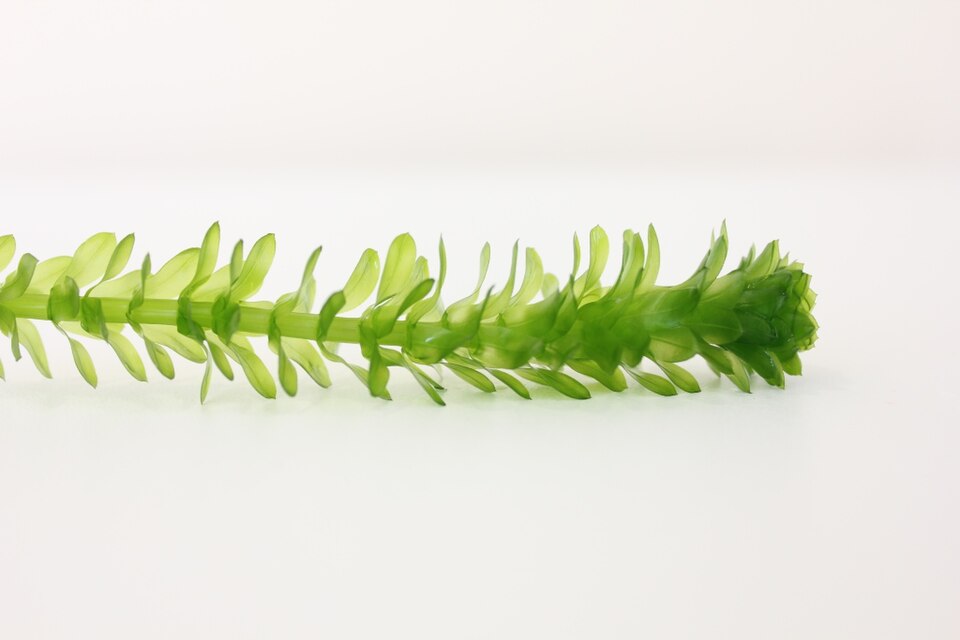 Egeria densa — Elodea densa. Soortbeeld; groeivorm en kleur kunnen verschillen tussen boven- en onderwatergroei.