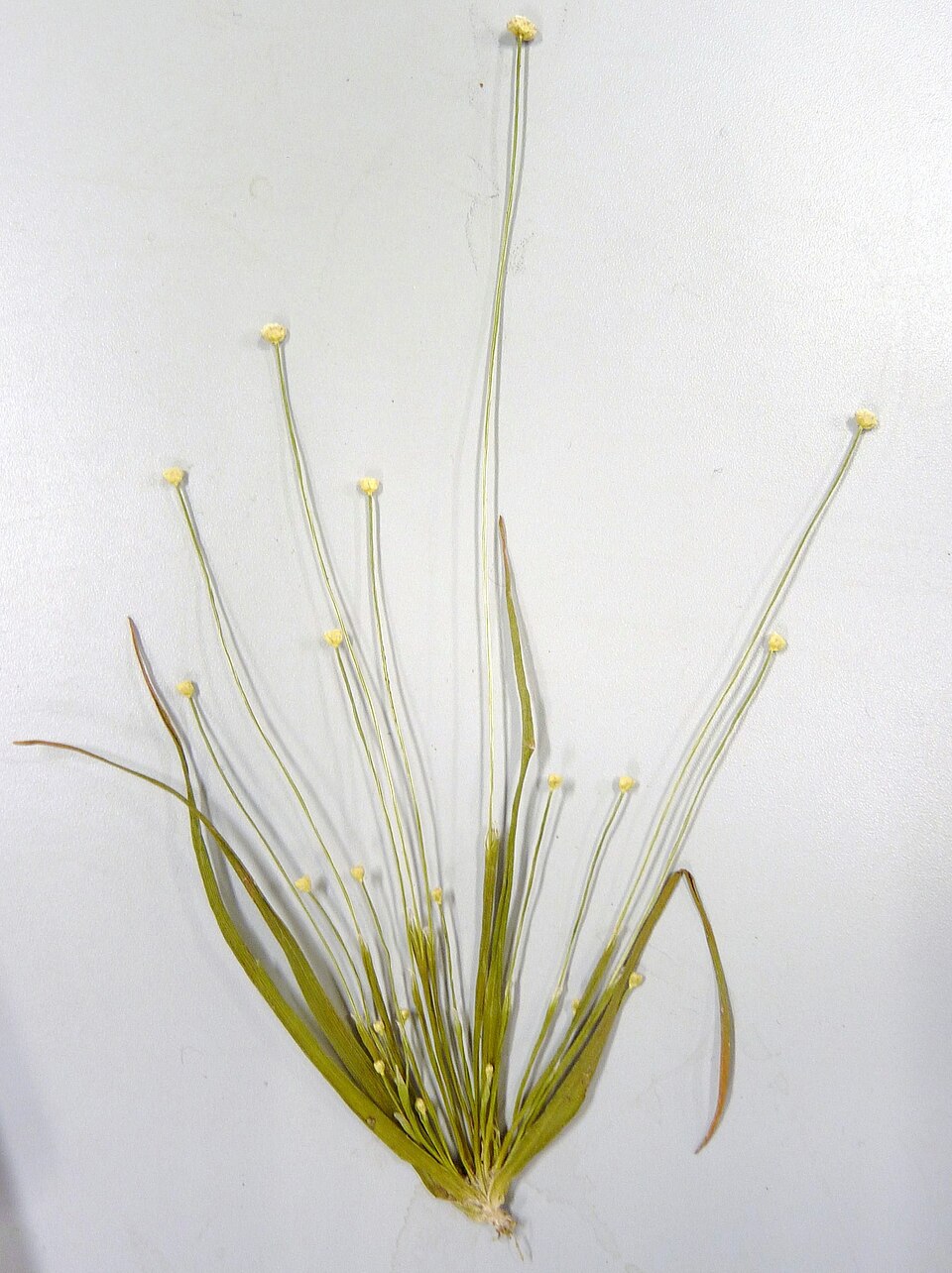 Eriocaulon cinereum — Eriocaulon cinereum. Los plantenspecimen met bloeistelen.