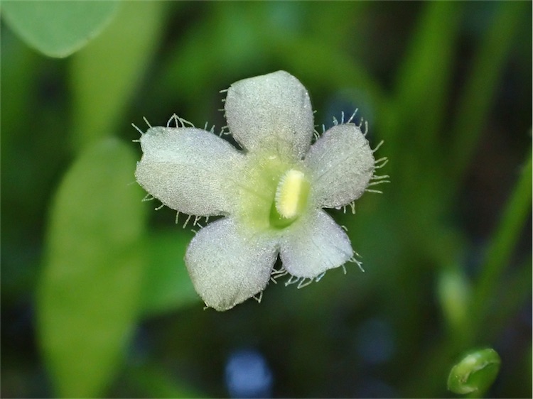 Glossostigma elatinoides — Glossostigma elatinoides. Detail van een bloem boven water.