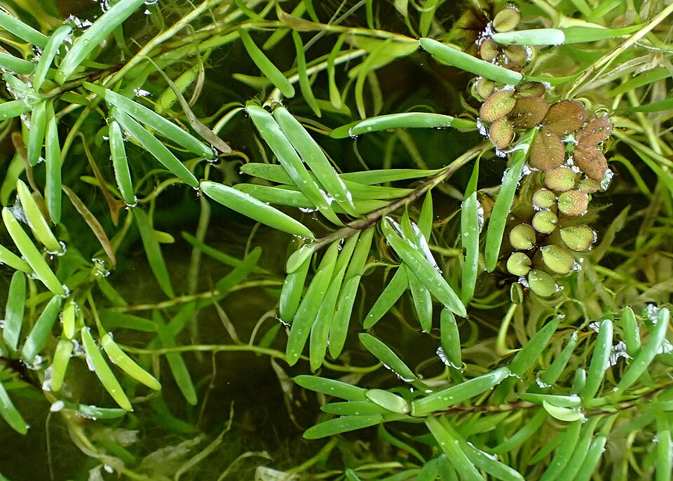 Heteranthera zosterifolia — Heteranthera zosterifolia. Soortbeeld; groeivorm en kleur kunnen verschillen tussen boven- en onderwatergroei.