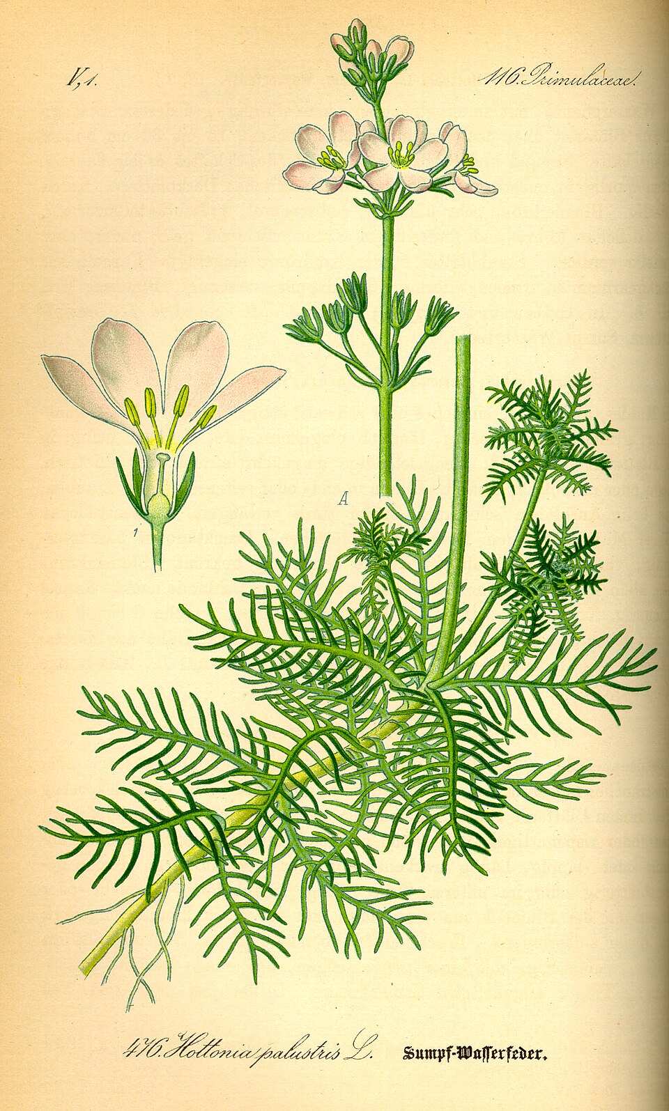 Waterviolier — Hottonia palustris