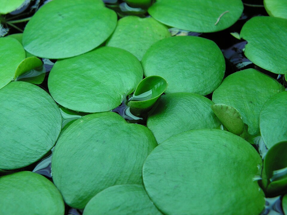 Limnobium laevigatum — Hydrocharis laevigata. Soortbeeld; groeivorm en kleur kunnen verschillen tussen boven- en onderwatergroei.