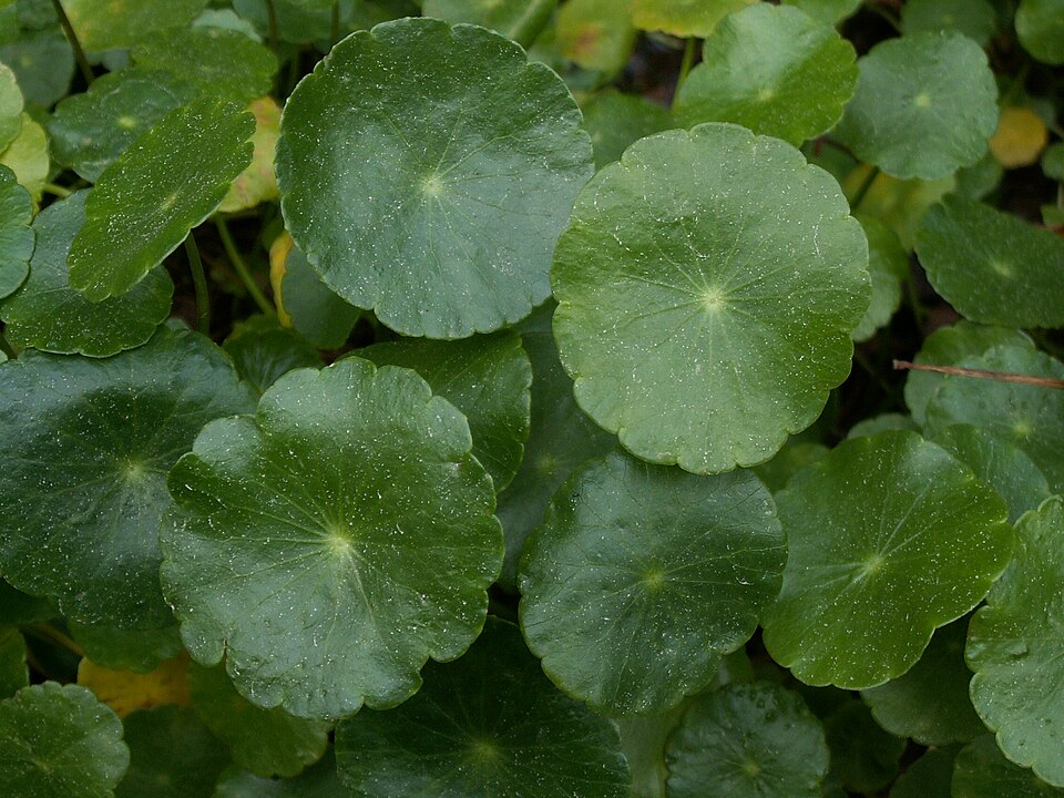 Hydrocotyle leucocephala — Hydrocotyle leucocephala. Soortbeeld; groeivorm en kleur kunnen verschillen tussen boven- en onderwatergroei.