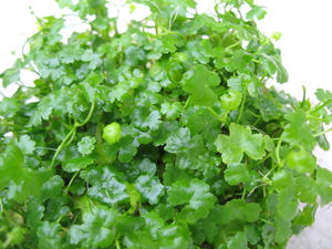 Hydrocotyle tripartita — Hydrocotyle tripartita. Soortbeeld; groeivorm en kleur kunnen verschillen tussen boven- en onderwatergroei.