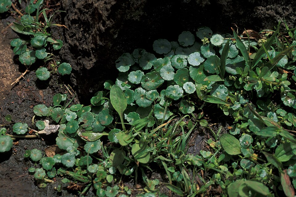 Hydrocotyle verticillata — Hydrocotyle verticillata. Soortbeeld; groeivorm en kleur kunnen verschillen tussen boven- en onderwatergroei.