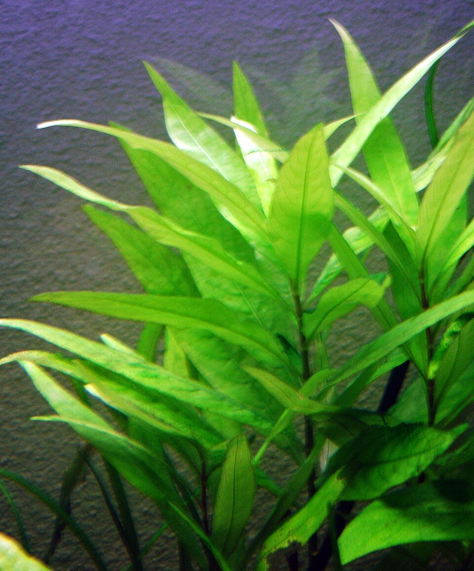 Hygrophila corymbosa — Hygrophila corymbosa. Soortbeeld; groeivorm en kleur kunnen verschillen tussen boven- en onderwatergroei.